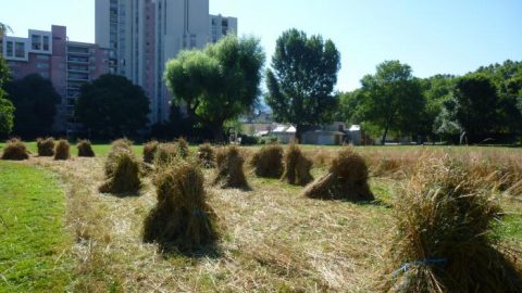 Semer des céréales en ville, l’idée qui germe