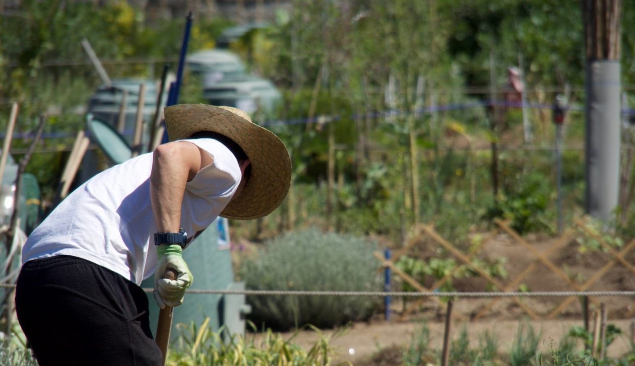 « Chronique d’un jardin solidaire », le témoignage éclairant d’Olivier Pinalie