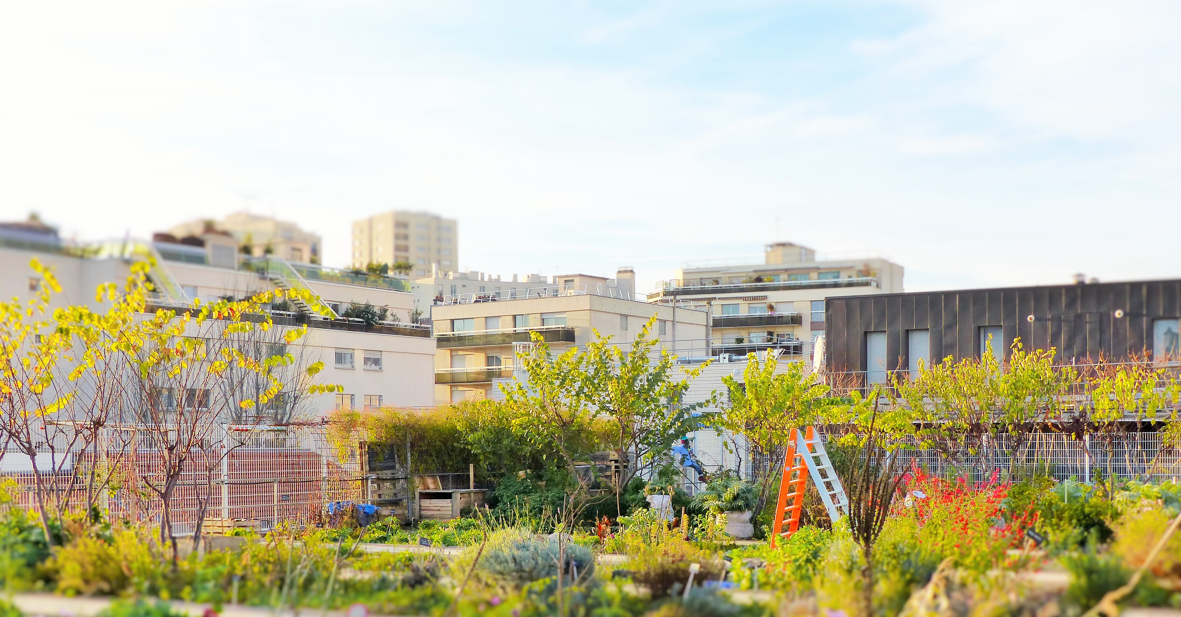 A Quoi Sert Le Jumelage Des Villes Plus de nature en ville : pour quoi faire ? | La Ville Pousse