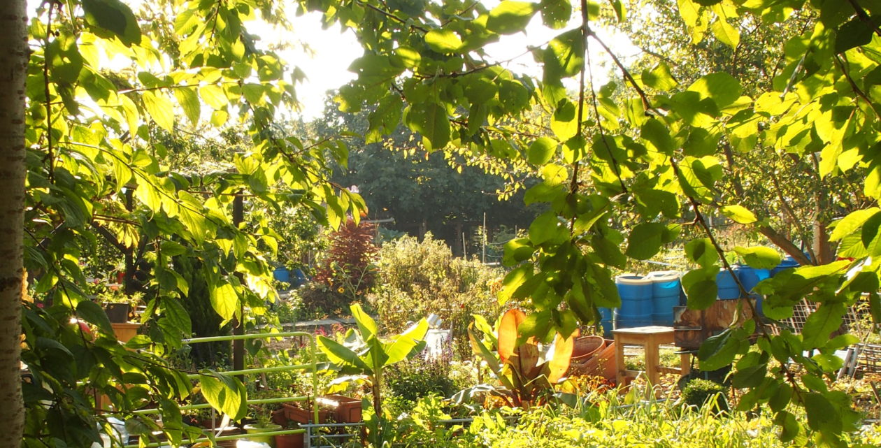 L’esprit de résistance des Jardins des Vertus d’Aubervilliers