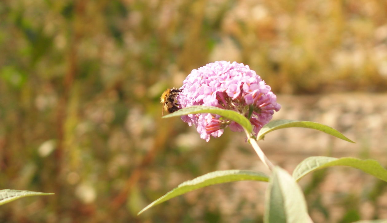 La multiplication des ruches en ville favorise-t-elle vraiment la biodiversité ?
